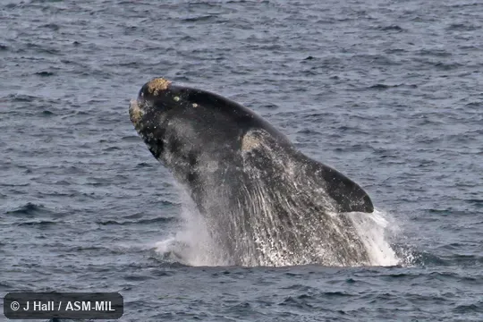 Formerly in order Cetacea.