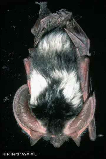 Dorsal view of animal hanging.  Also as Pinto Bat.
