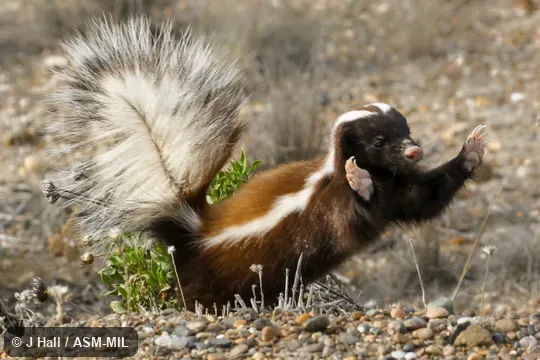 Formerly Conepatus humboldtii, Humboldt's Hog-nosd Skunk.  Also as Huillin.