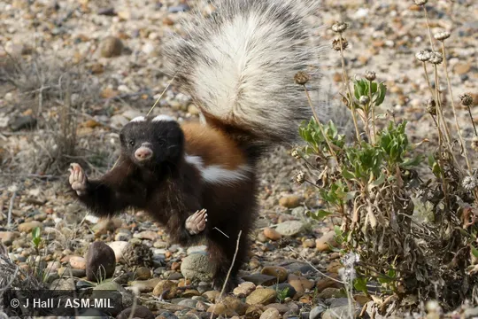 Formerly Conepatus humboldtii, Humboldt's Hog-nosd Skunk.  Also as Huillin.