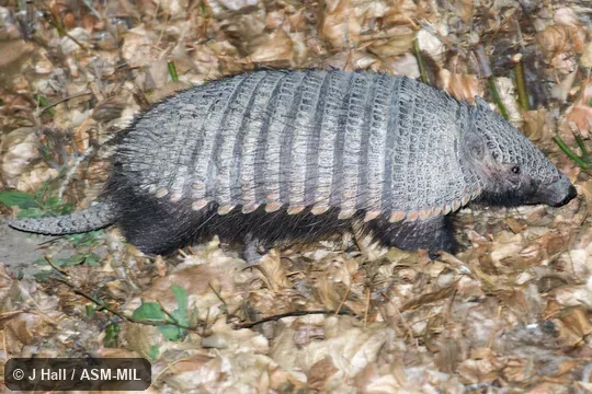 Also as Big Hairy Armadillo, Greater Hairy Armadillo, Giant Hairy Armadillo.
