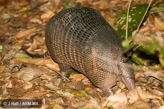 Also as Common Long-nosed Armadillo|Nine-banded Armadillo. Also as Common Long-nosed Armadillo|Nine-banded Armadillo.