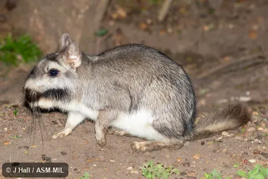 Also as Argentine Plains Viscacha, Plains Viscacha.