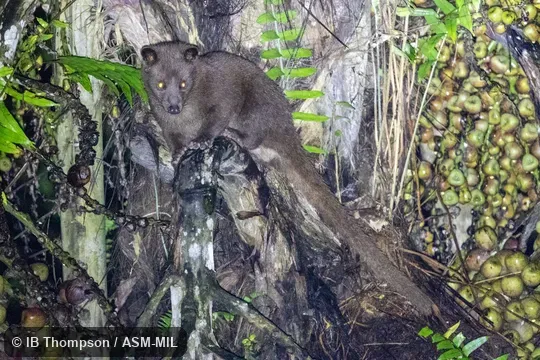 Paradoxurus philippinensis lignicolor.  Formerly Paradoxurus hermaphroditus lignicolor, Asian Palm Civet.