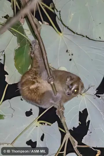 Formerly part of Nycticebus coucang coucang.  Also as Sumatran Slow Loris.