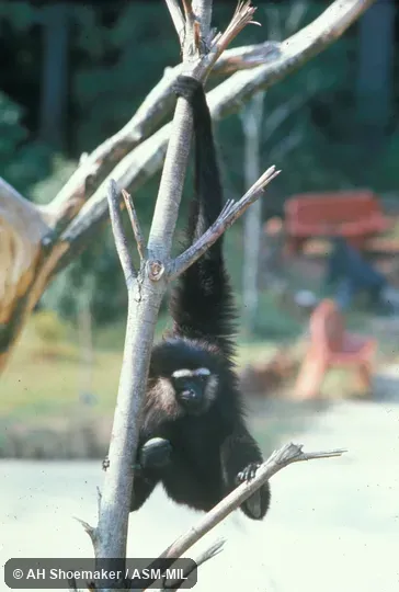 Front view. Also as Dark-handed Gibbon.