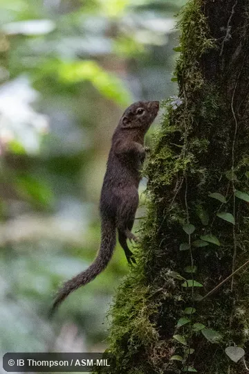 Sundasciurus tenuis modestus.