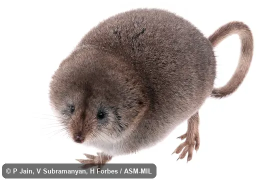 Also as Mt. Lyell Shrew|Lyell Shrew.  Formerly Soricomorpha.
