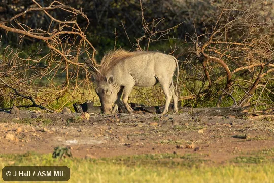 Phacochoerus aethiopicus delamerei.