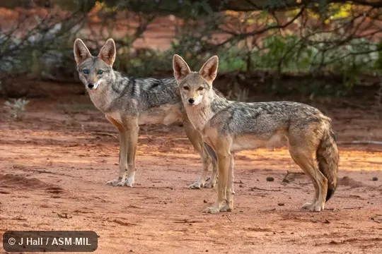 Formerly Canis aureus, Golden Jackal.  Also as Canis anthus.  Also as African Golden Wolf, African Wolf, Egyptian Wolf.