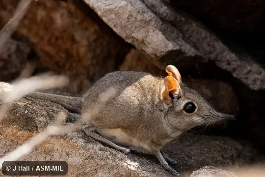 Formerly Elephantulus revoilii, Somali Elephant Shrew. Formerly Elephantulus revoilii, Somali Elephant Shrew.