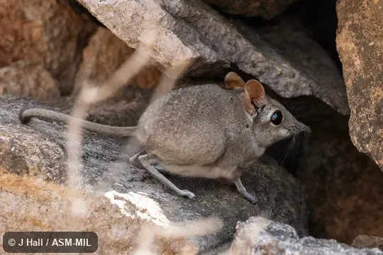 Formerly Elephantulus revoilii, Somali Elephant Shrew.