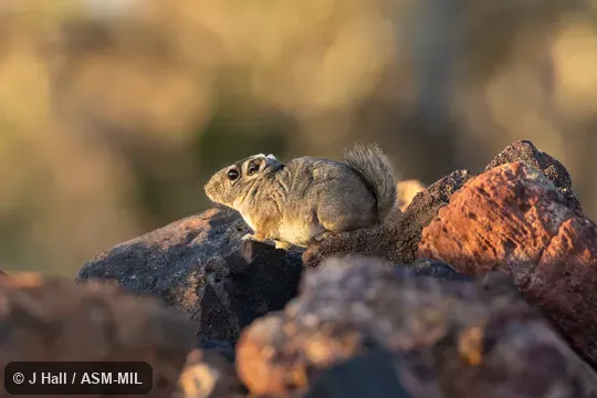 Also as Bushy-tailed Gundi|Speke's Pectinator.