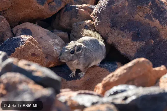 Also as Bushy-tailed Gundi, Speke's Pectinator.
