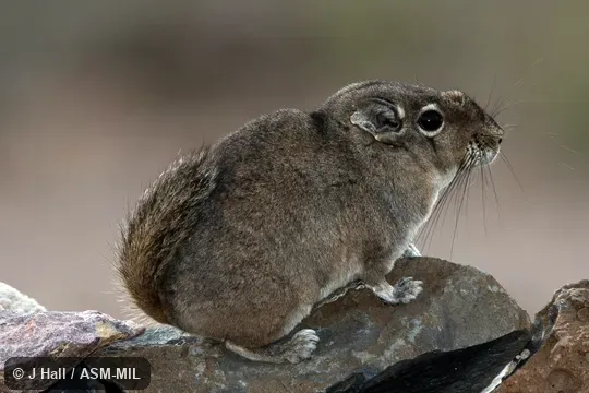 Also as Bushy-tailed Gundi, Speke's Pectinator.