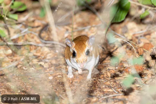 Also as Somali Gerbil|Walo.