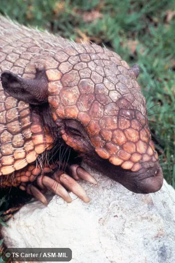 Oblique view of head and claws of forefoot.  Also as Yellow Armadillo.