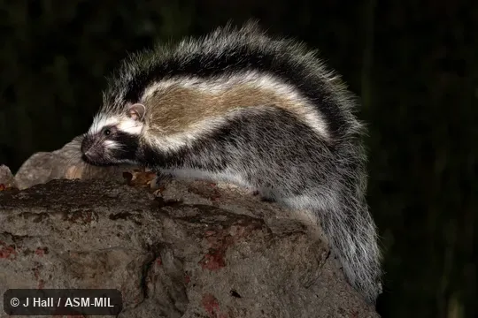 Formerly Lophiomys imhausi.  Formerly in Cricetidae.  Also as Crested Rat.