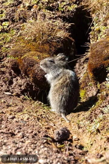 Formerly part of Acomys typus, Ethiopian Vlei Rat.
