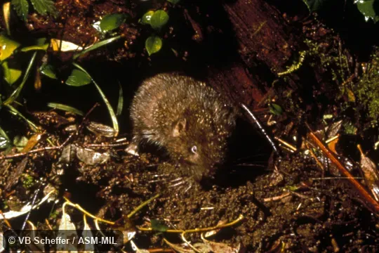 Front view of animal emerging from burrow.  Also as Boomer|Sewellel.