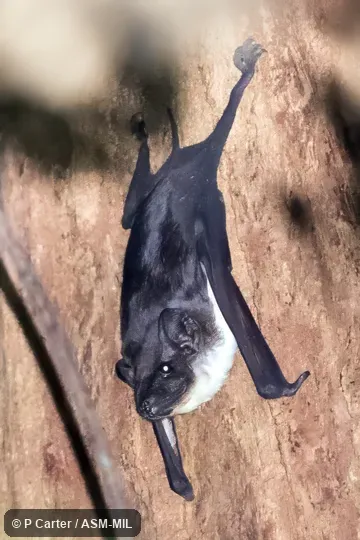 Also as Naked-rumped Free-tail Bat|Naked-rumped Pouched Bat|Naked-rumped Sheath-tailed Bat|Naked-tailed Saccolaimus|Pouch-bearing Tomb Bat|Pouched Tomb Bat. Also as Naked-rumped Free-tail Bat|Naked-rumped Pouched Bat|Naked-rumped Sheath-tailed Bat|Naked-tailed Saccolaimus|Pouch-bearing Tomb Bat|Pouched Tomb Bat.