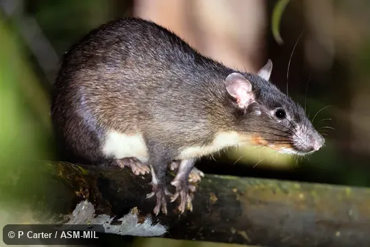 Also as Mentawai Archipelago Leopoldamys|Mentawai Archipelago Long-tailed Giant Rat.