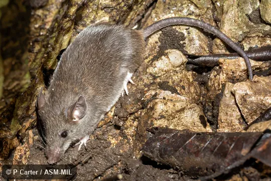 Also as Gairdner's Shrewmouse.