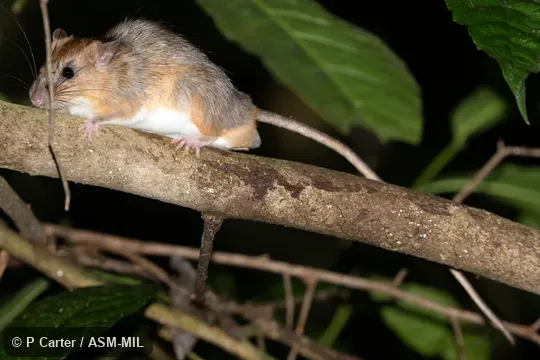 Also as Mekong Niviventer.