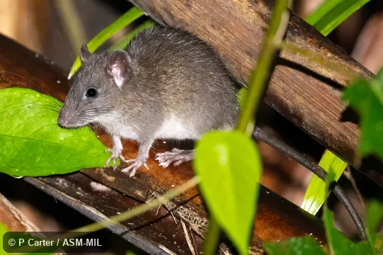 Also as Mentawai Archipelago Rat.