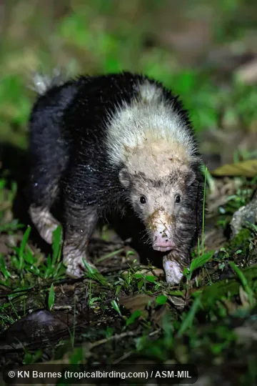 Mydaus javanensis lucifer.  Also as  Malayan Stink Badger|Sunda Skunk Badger|Teledu.