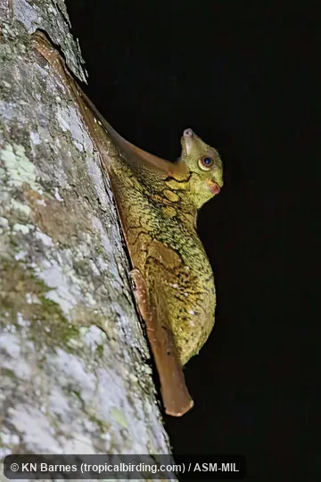 Also as Sunda Flying Lemur.