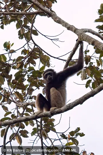 Formerly Hylobates muelleri funereus, Müller's Gibbon.  Also as  Eastern Müller's Gibbon|East Bornean Gray Gibbon.