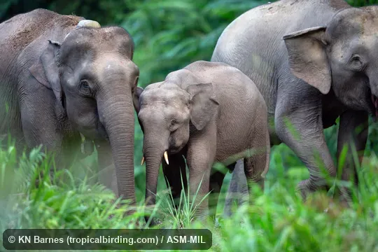 Elephas maximus sumatranus.  Bornean "pygmy" elephant.  May have been introduced.