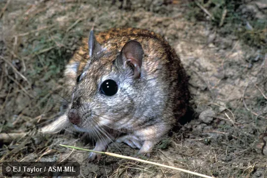 Front view, close-up. Formerly as Meriones shawi. Front view, close-up. Formerly as Meriones shawi.