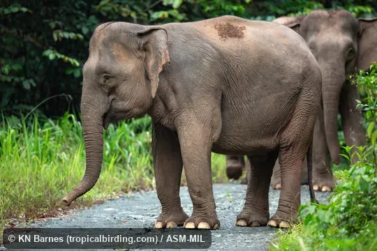 Elephas maximus sumatranus.  Bornean "pygmy" elephant.  May have been introduced.
