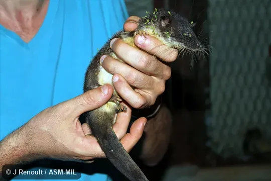 Formerly as Potamogalinae in Tenrecidae.