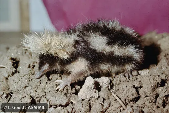 Wild caught near Madagascar, Haute Matsiatra or Vatovavy-Fitovinany region (formerly Fianarantsoa province), Fianarantsoa Wild caught near Madagascar, Haute Matsiatra or Vatovavy-Fitovinany region (formerly Fianarantsoa province), Fianarantsoa