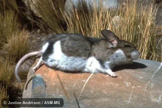 Side view, freshly-killed.  Also as Achallo|Chinchillón|Carpinto.