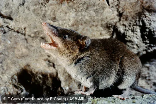 Wild caught at Madagascar, Alaotra-Mangoro Region (formerly part of Toamasina province), Moramanga District , Andasibe-Mantadia National Park, Analamazaotra (or Périnet) Special Reserve.  Formerly Microgale dobsoni.  Also as Dobson's Long-tailed Tenrec.