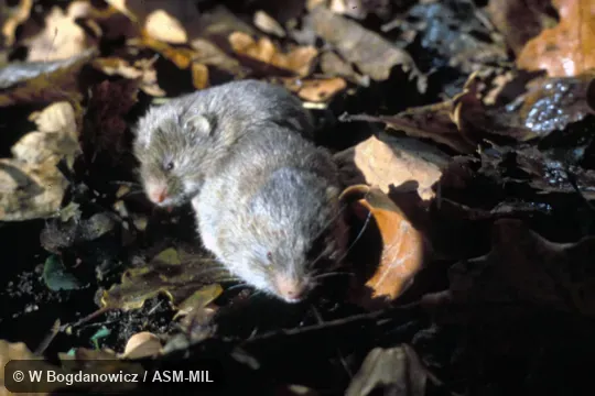 Front view of two adults.  Also as European Pine Vole.