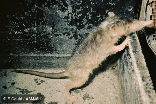Formerly Soricomorpha.  Also as Haitian Solenodon.