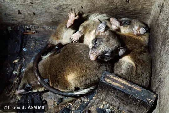 Ptilocercus lowii continentis.  Wild caught near Malaysia, Kuala Lumpur.  Also as Feather-tailed Treeshrew, Low's Treeshrew.