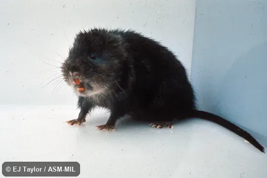 Oblique view.  Also as European Water Vole, Water Vole.