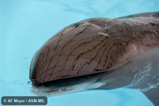 Also as Slender Blackfish · Slender Pilot Whale.