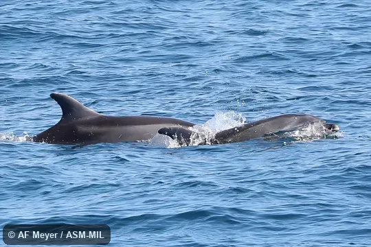 Also as  Bottlenose Dolphin.