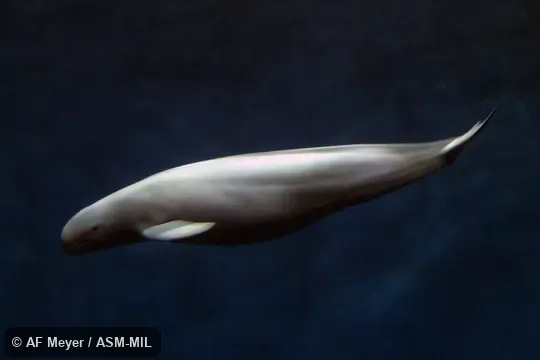 Formerly Neophocaena asiaeorientalis sunameri or Neophocaena phocaenoides sunameri,  Black Finless Porpoise · Finless Black Porpoise · Finless-backed Black Porpoise · Indian Dolphin · Indian Finless Porpoise · Little Indian Porpoise · Wide-ridged Finless Porpoise .  Also as  West Pacific Finless Porpoise.