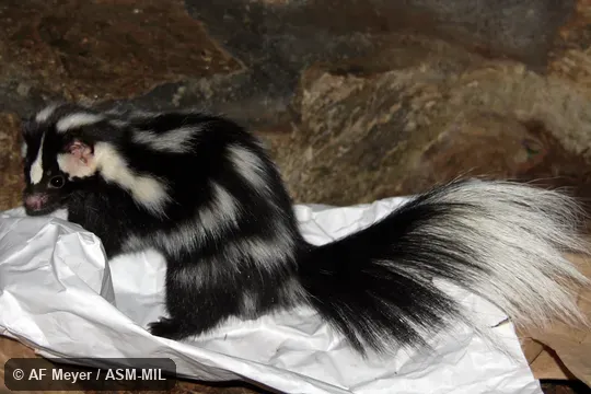 Presumably Spilogale gracilis gracilis.  Wild caught in USA, ID.
