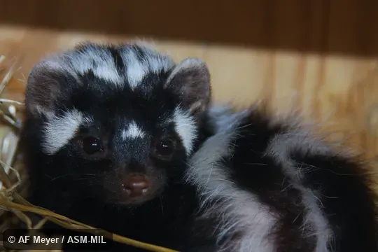 Also as Striped Polecat. Also as Striped Polecat.
