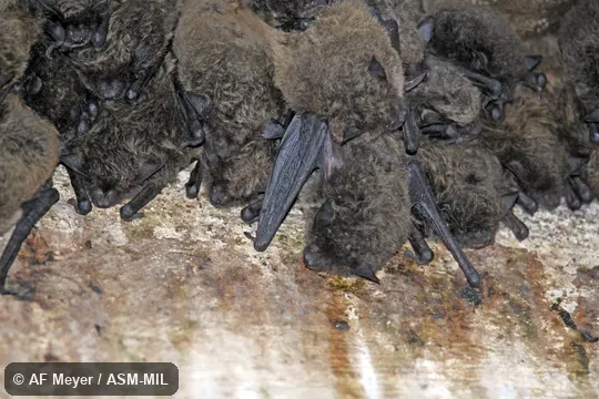 Formerly in Vespertilionidae/Myotinae.  Also as  Le Sueur's Hairy Bat.