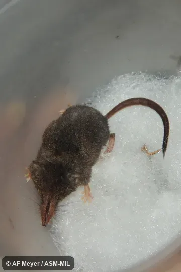 Formerly Soricomorpha. Sorex dispar kirklandi. Also as Long-tailed Shrew. Formerly Soricomorpha. Sorex dispar kirklandi. Also as Long-tailed Shrew.